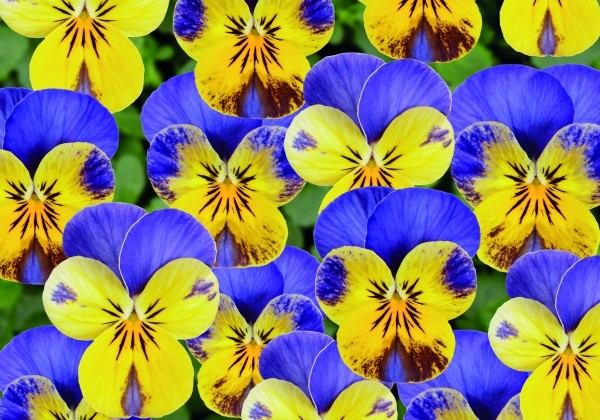 Viola cornuta Twix Special Yellow Blue Cap