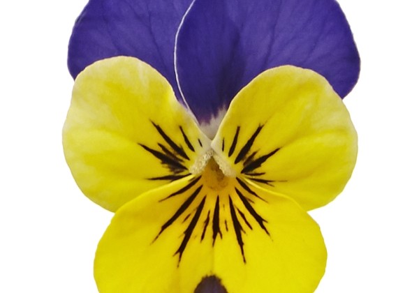 Viola cornuta Twix Special Yellow Blue Cap