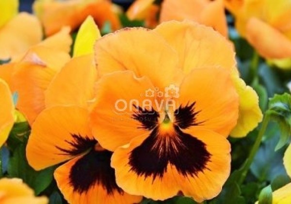 Viola wittrockiana Carneval Early Orange with Blotch