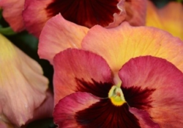 Viola wittrockiana Carneval Early Terracotta