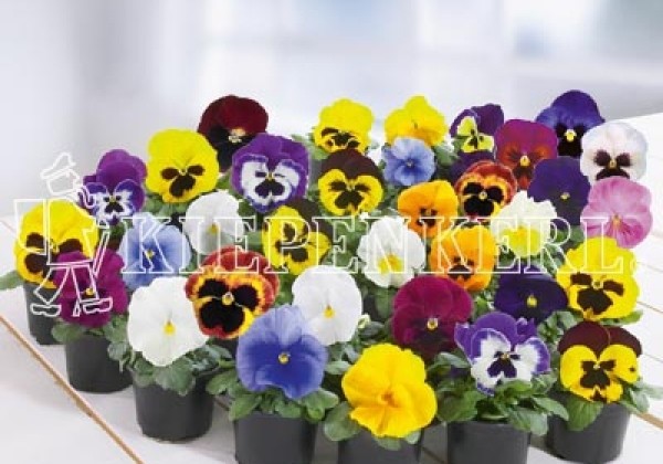 Viola wittrockiana Carneval Early Mix