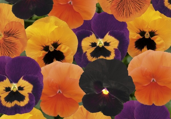Viola wittrockiana Carneval Halloween Mix