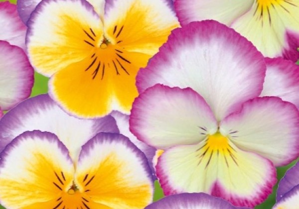 Viola wittrockiana Carneval Special Rose Picotee