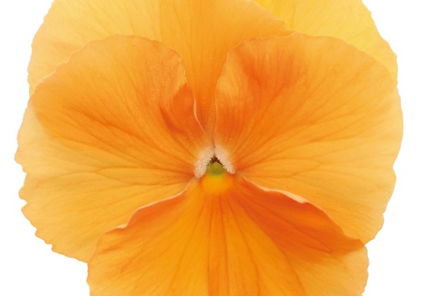 Viola wittrockiana Mega Star Orange