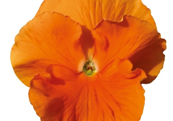 Viola wittrockiana Grandessa