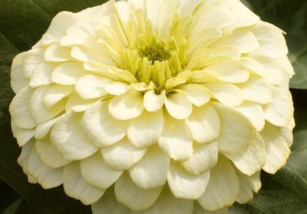 Zinnia elegans Columbus Ivory