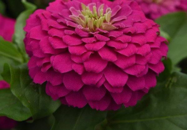 Zinnia elegans Columbus Magenta
