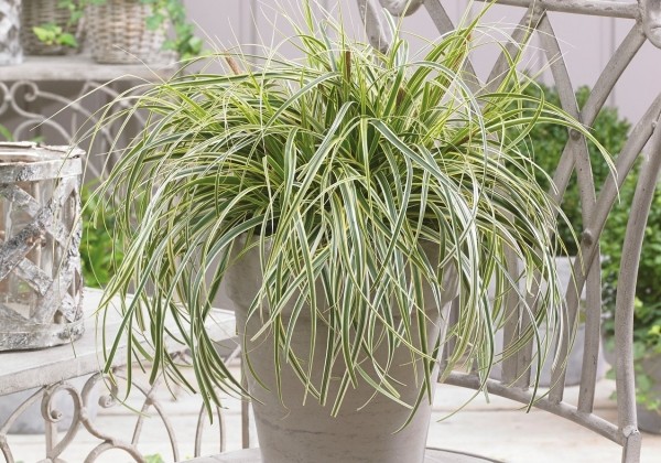 Carex oshimensis Feather Falls