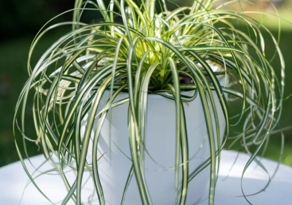 Carex oshimensis Moon Falls