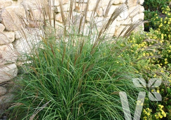 Miscanthus sinensis Adagio