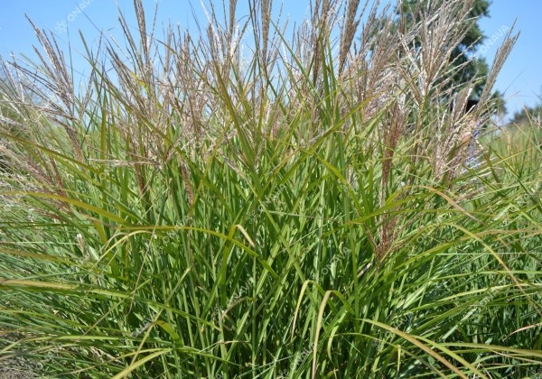 Miscanthus sinensis Ferner Osten
