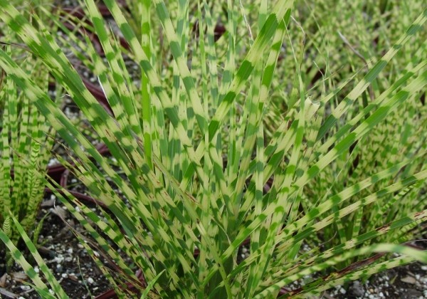 Miscanthus sinensis Gold Bar