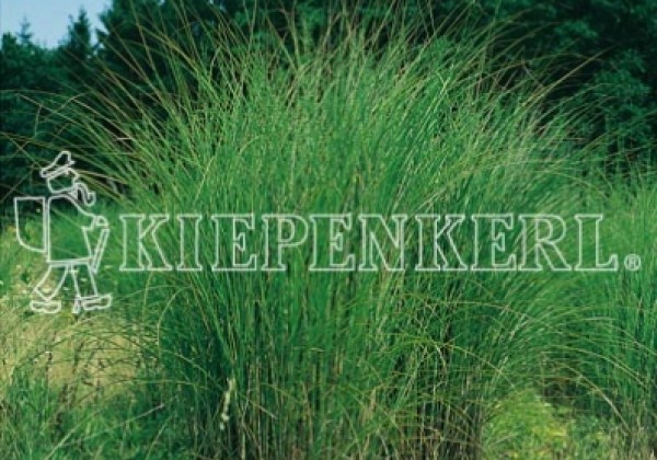 Miscanthus sinensis Gracillimus