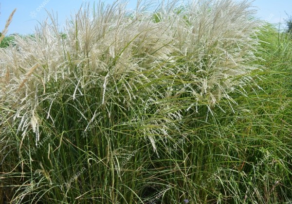 Miscanthus sinensis Kleine Fontäne