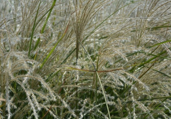 Miscanthus sinensis Kleine Fontäne