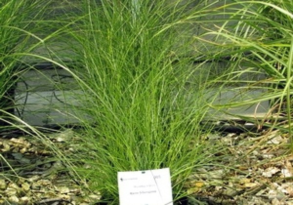 Miscanthus sinensis Kleine Silberspinne