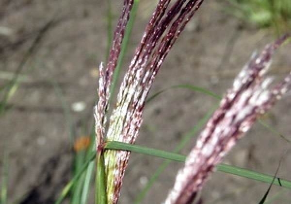 Miscanthus sinensis Malepartus