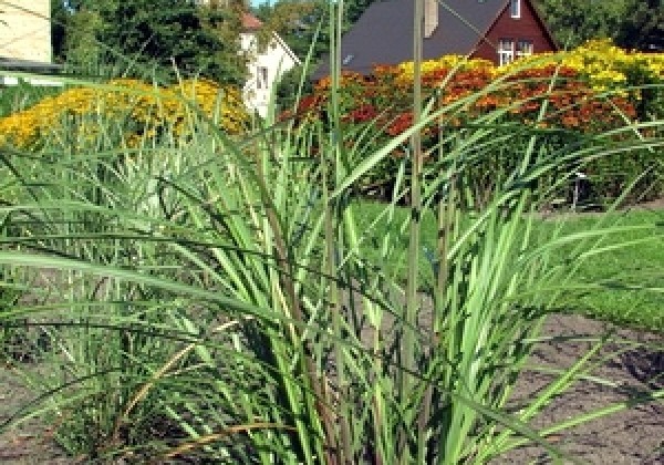 Miscanthus sinensis Malepartus