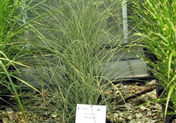 Miscanthus sinensis Morning Light