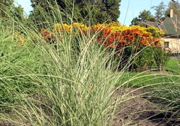 Miscanthus sinensis Morning Light