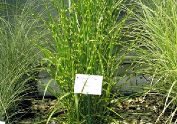 Miscanthus sinensis Strictus