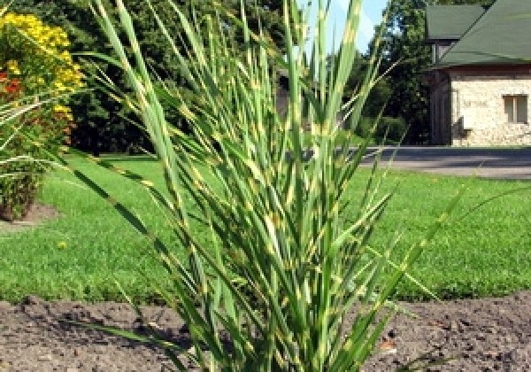 Miscanthus sinensis Strictus