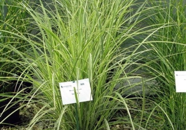 Miscanthus sinensis Variegatus