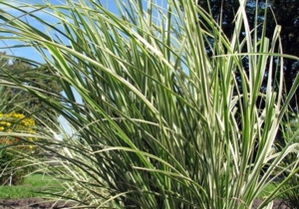 Miscanthus sinensis Variegatus