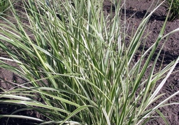 Miscanthus sinensis Variegatus