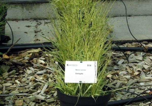 Molinia caerulea Variegata