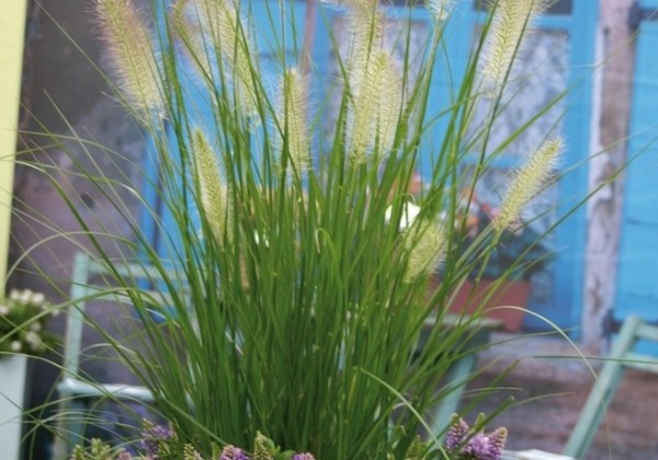 Pennisetum alopecuroides Hameln