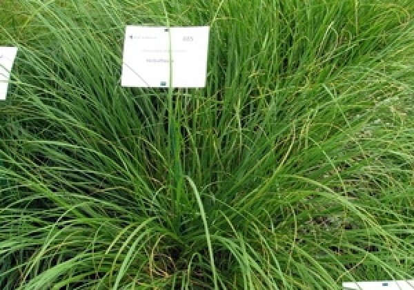 Pennisetum alopecuroides Herbstfreude
