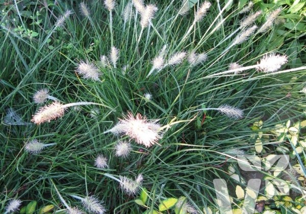 Pennisetum alopecuroides Little Bunny