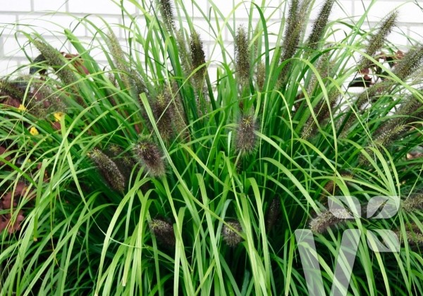 Pennisetum alopecuroides Moudry
