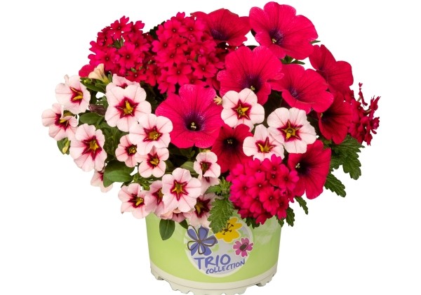 Checkies Fruit Punch White-Rose-Hot Pink