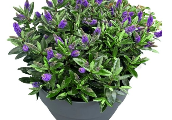Hebe hybrida Naughties Dark Blue