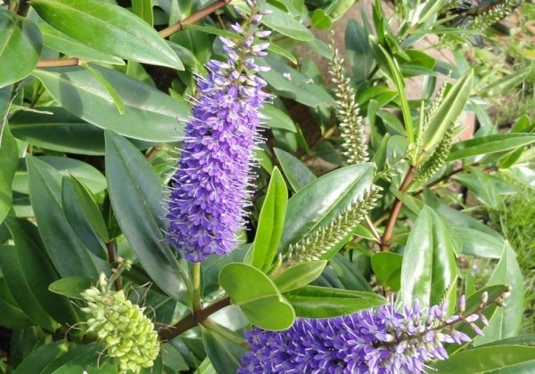 Hebe hybrida Outdoor Blue