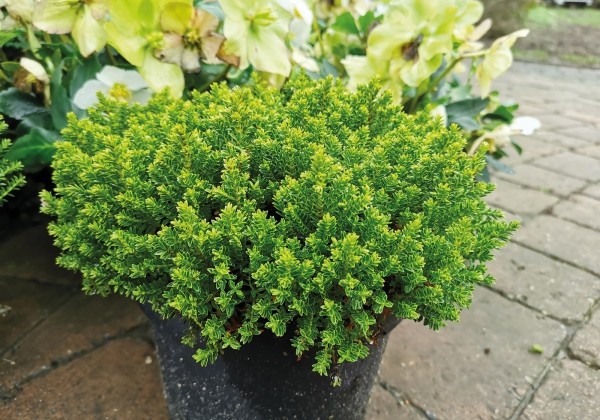 Hebe hybrida Green Feeling Green Globe