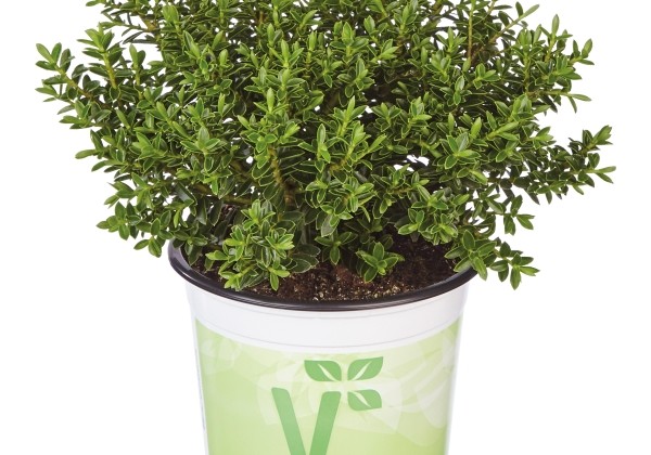 Hebe hybrida Green Feeling Nescio