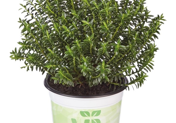 Hebe hybrida Green Feeling New Zealand