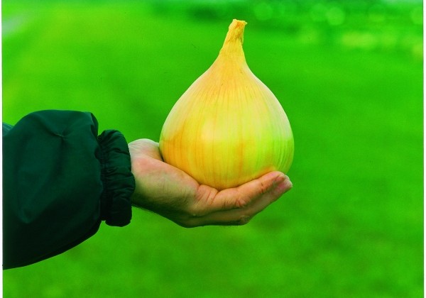 Allium cepa (onion) Exhibition