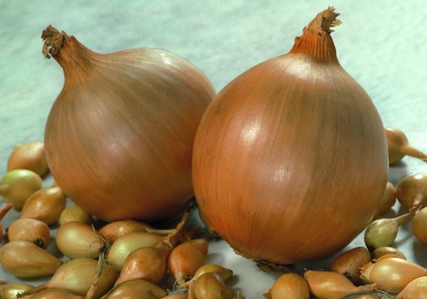 Allium cepa (onion sets) Hercules