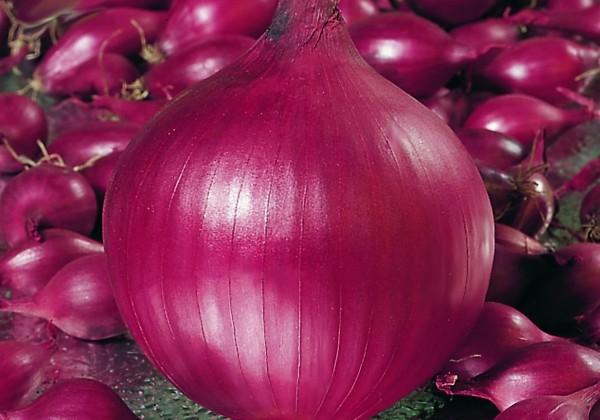 Allium cepa (onion sets) Red Ray