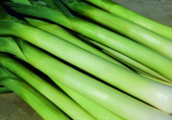Allium porrum (leek Walker (Bejo 3117)
