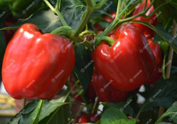 Capsicum annuum Beluga Red (Olly)