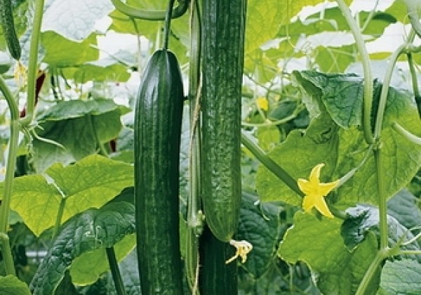 Cucumis sativus Cyrano (Dominica)