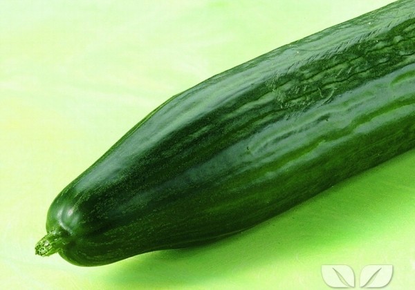 Cucumis sativus Melva (Midios)