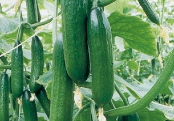 Cucumis sativus Gambit (Printo)