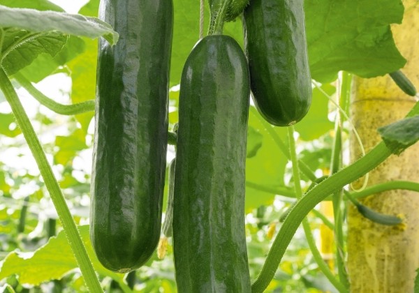 Cucumis sativus Prado