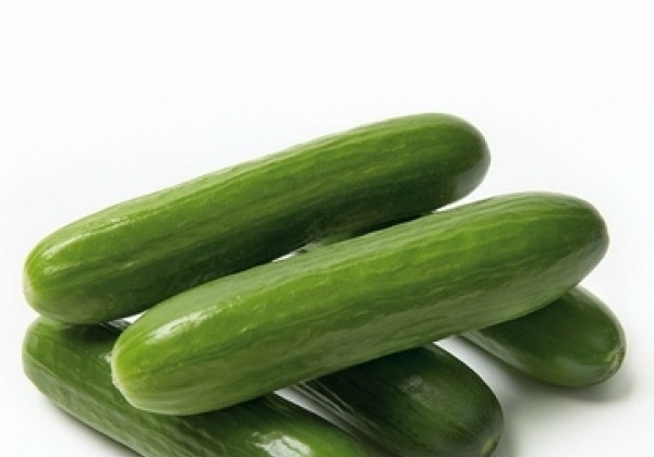 Cucumis sativus Minero (Mini Stars)